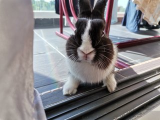 Toki - Netherland Dwarf Rabbit