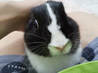 Toki - Netherland Dwarf Rabbit