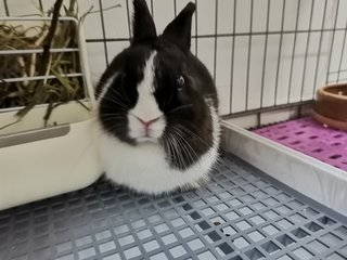 Toki - Netherland Dwarf Rabbit