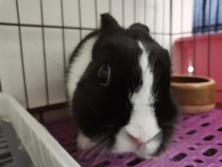 Toki - Netherland Dwarf Rabbit