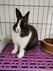 Toki - Netherland Dwarf Rabbit