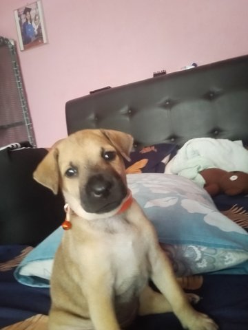 Honey - Mixed Breed Dog