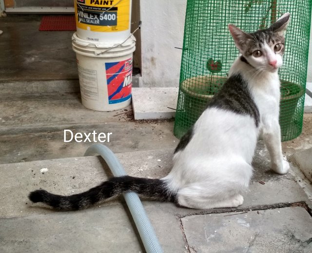 Dexter  - Domestic Short Hair Cat