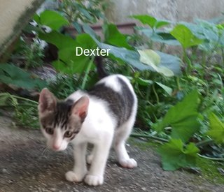 Dexter  - Domestic Short Hair Cat