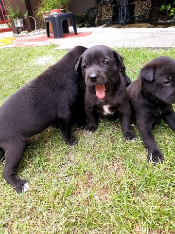 1 Male Puppies For Adoption (Banting) - Mixed Breed Dog