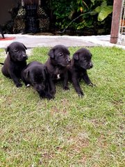 1 Male Puppies For Adoption (Banting) - Mixed Breed Dog