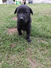 1 Male Puppies For Adoption (Banting) - Mixed Breed Dog