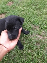 1 Male Puppies For Adoption (Banting) - Mixed Breed Dog