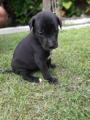 1 Male Puppies For Adoption (Banting) - Mixed Breed Dog