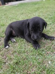 1 Male Puppies For Adoption (Banting) - Mixed Breed Dog