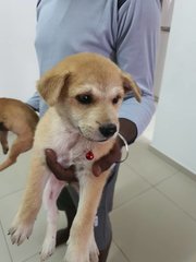 Alagi - Mixed Breed Dog