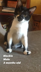 Blackie - Domestic Short Hair Cat