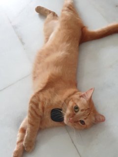 Orange - Domestic Short Hair Cat