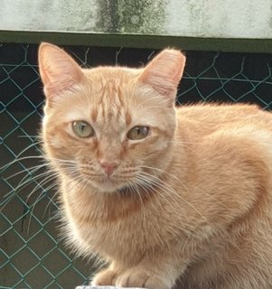 Orange - Domestic Short Hair Cat