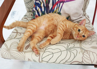 Orange - Domestic Short Hair Cat