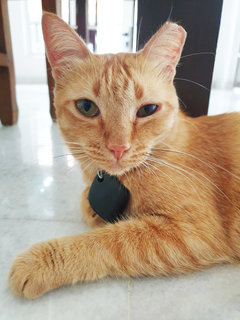 Orange - Domestic Short Hair Cat