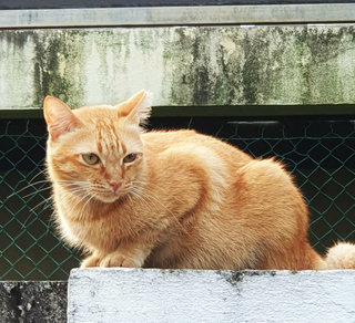 Orange - Domestic Short Hair Cat