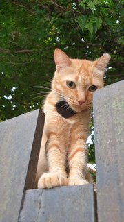 Orange - Domestic Short Hair Cat