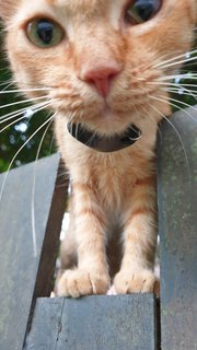 Orange - Domestic Short Hair Cat