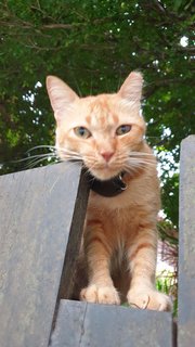 Orange - Domestic Short Hair Cat