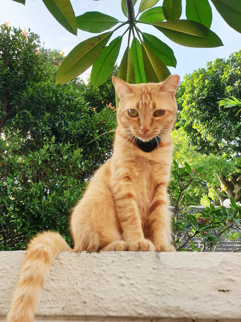 Orange - Domestic Short Hair Cat