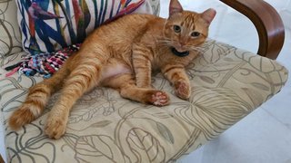 Orange - Domestic Short Hair Cat