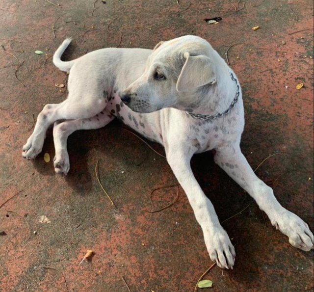 Naomi - Labrador Retriever Mix Dog