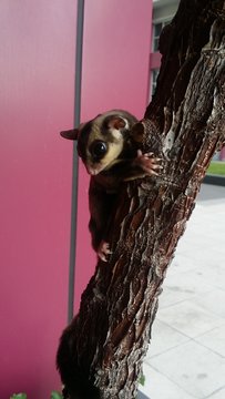 Mei Mei &amp; Zai Zai  - Sugar Glider Small & Furry