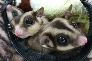 Mei Mei &amp; Zai Zai  - Sugar Glider Small & Furry