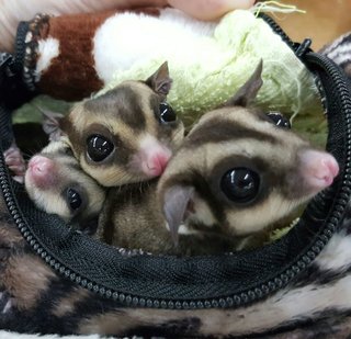 Mei Mei &amp; Zai Zai  - Sugar Glider Small & Furry