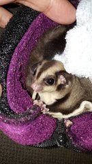 Mei Mei &amp; Zai Zai  - Sugar Glider Small & Furry