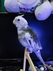 PF104532 - Cockatiel Bird