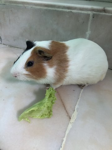 The Munchies - Guinea Pig Small & Furry