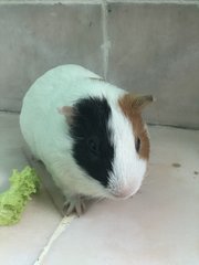 The Munchies - Guinea Pig Small & Furry