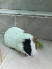 The Munchies - Guinea Pig Small & Furry