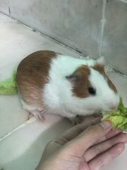 The Munchies - Guinea Pig Small & Furry