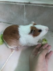 The Munchies - Guinea Pig Small & Furry