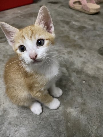 Ginger  - Domestic Short Hair Cat