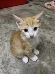 Ginger  - Domestic Short Hair Cat