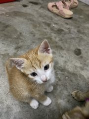 Ginger  - Domestic Short Hair Cat