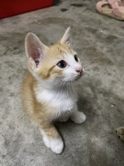 Ginger  - Domestic Short Hair Cat