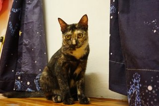 Kiki Chan - Domestic Short Hair Cat