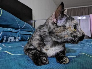 Kiki Chan - Domestic Short Hair Cat