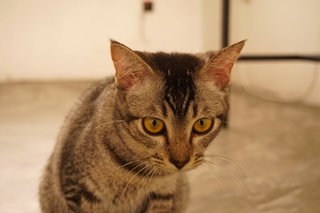 Miki - Domestic Short Hair Cat