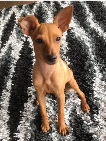 Muffin - Miniature Pinscher Dog