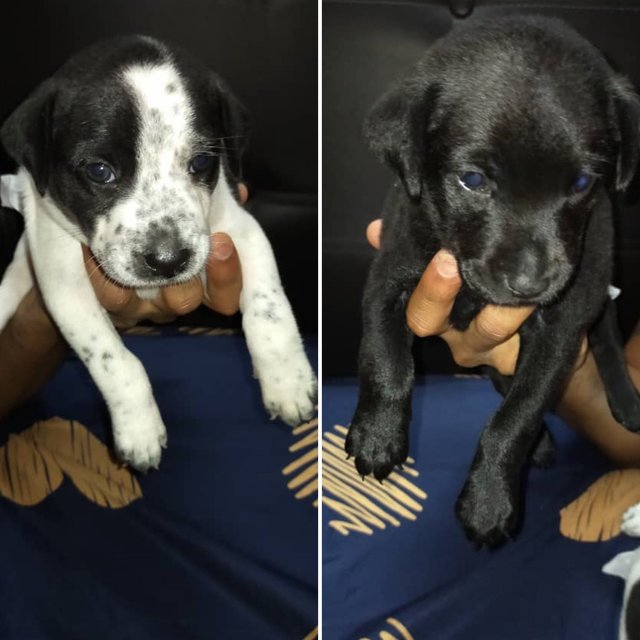 Female Puppies - Mixed Breed Dog