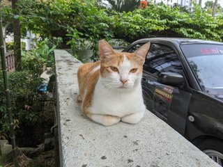 Crunchy - Domestic Short Hair Cat