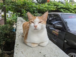 Crunchy - Domestic Short Hair Cat