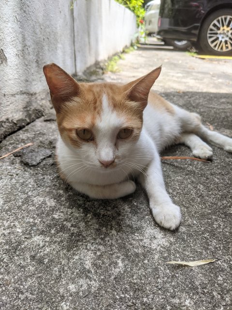 Crunchy - Domestic Short Hair Cat