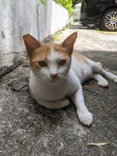 Crunchy - Domestic Short Hair Cat